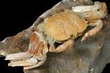 Fossil Crab (Macrophtalmus) Mounted On Rock - Madagascar #130632-4